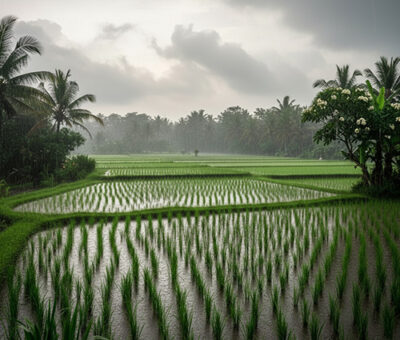 rice terace